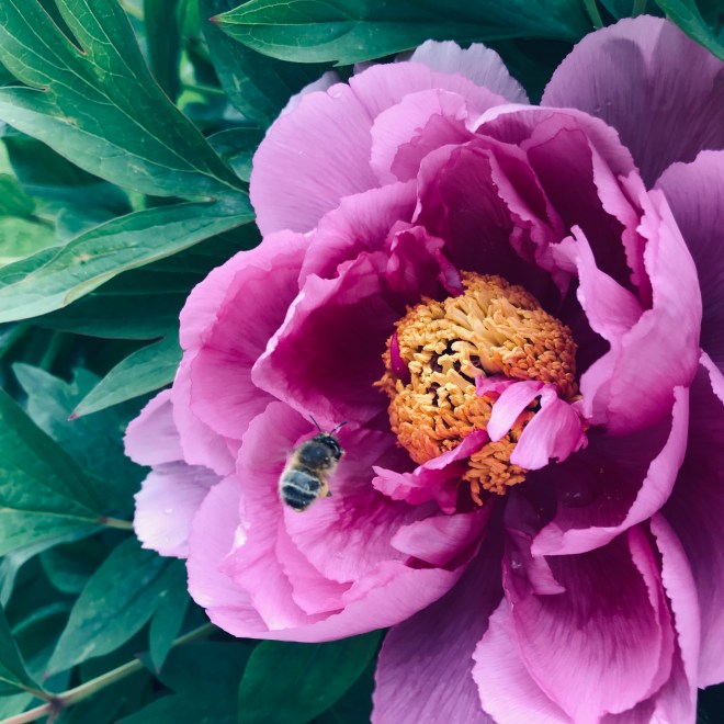 7B75DAEE-D06B-4B41-B09E-AB5FE6EA4DD5_1_201_a