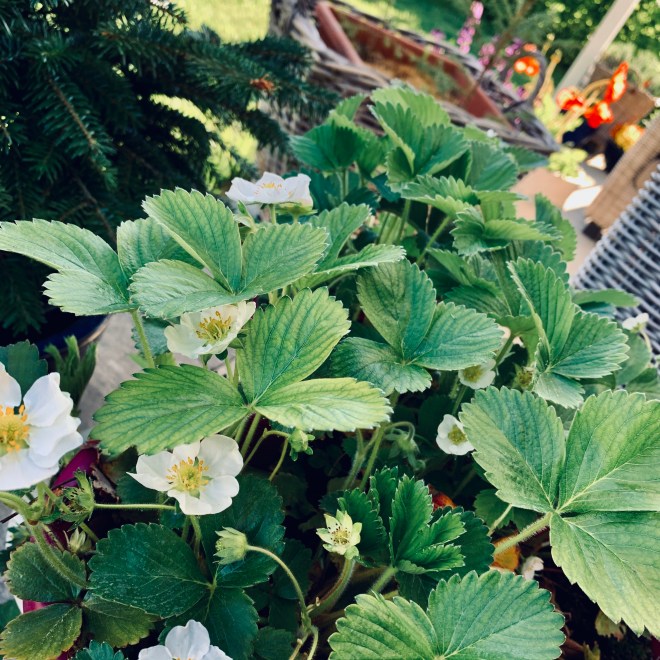 CC6AE1A7-FFF5-4E83-A219-C3C7BC94824B_1_201_a